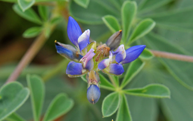 Lupinus arizonicus, Arizona Lupine, Southwest Desert Flora